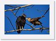 08-008 * Black Vulture and Crested Caracara * Black Vulture and Crested Caracara